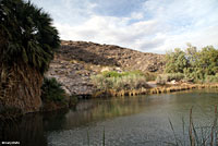 Relict Leopard Frog habitat