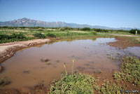 Chihuahuan Desert Spadefoot habitat