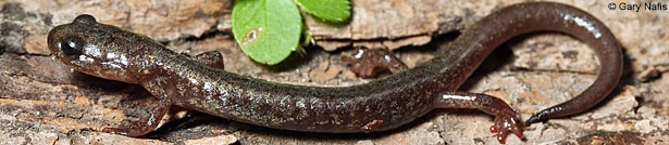 Jemez Mountains Salamander