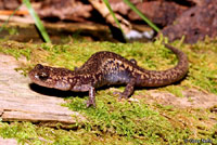 Sacramento Mountains Salamander