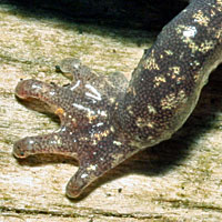 Sacramento Mountains Salamander