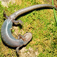 Sacramento Mountains Salamander