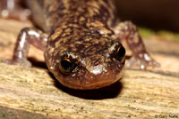 Sacramento Mountains Salamander