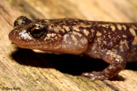 Sacramento Mountains Salamander