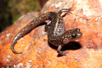 Sacramento Mountains Salamander