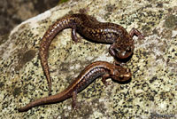 Sacramento Mountains Salamander