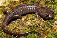 Sacramento Mountains Salamander