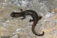 Sacramento Mountains Salamander