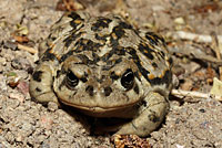 Amargosa Toad