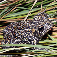 Dixie Valley Toad
