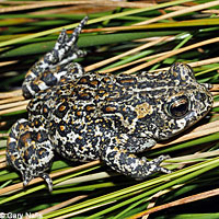 Amargosa Toad