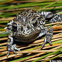 Dixie Valley Toad