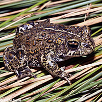 Dixie Valley Toad