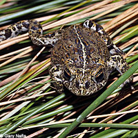 Dixie Valley Toad