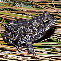 Dixie Valley Toad