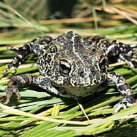 Dixie Valley Toad