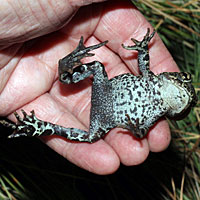 Dixie Valley Toad