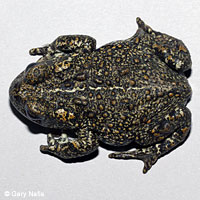 Dixie Valley Toad