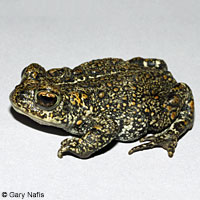 Dixie Valley Toad