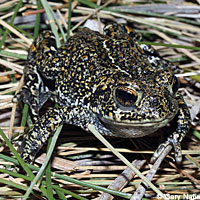 Dixie Valley Toad