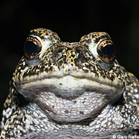 Dixie Valley Toad