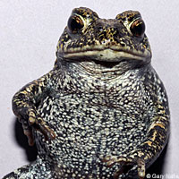 Dixie Valley Toad