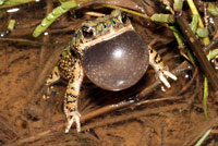 Western Chihuahuan Green Toad