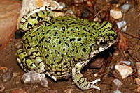 Western Chihuahuan Green Toad