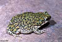 Western Chihuahuan Green Toad