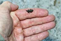 Western Chihuahuan Green Toad tadpole