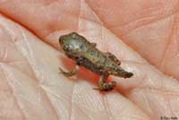 Western Chihuahuan Green Toad tadpole