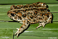 Amargosa Toad
