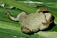 Amargosa Toad