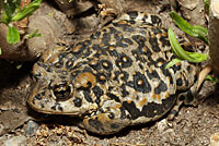 Amargosa Toad