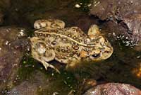 Amargosa Toad