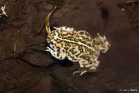 Amargosa Toad