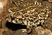 Toad