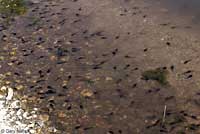 Amargosa Toad tadpoles