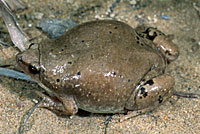 Great Plains Narrow-mouthed Toad