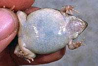 Great Plains Narrow-mouthed Toad