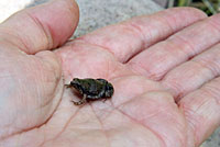 Great Plains Narrow-mouthed Toad
