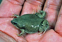 Great Plains Narrow-mouthed Toad
