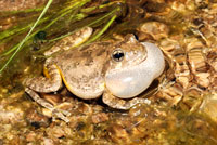 Canyon Treefrog