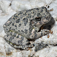Canyon Treefrog