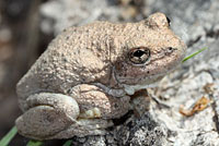 Canyon Treefrog