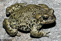 Hot Creek Toad