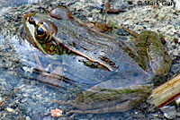 Relict Leopard Frog