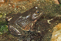 American Bullfrog