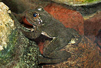 American Bullfrog