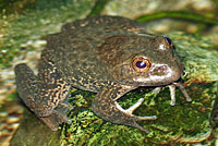 American Bullfrog